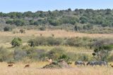Masai Mara-6.jpg