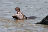 Masai Mara-60.jpg