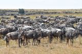 Masai Mara-62.jpg