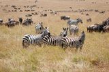 Masai Mara-63.jpg