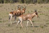 Masai Mara-8.jpg