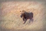 Masai Mara-10-studio.jpg