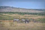 Masai Mara-13-studio.jpg