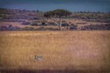 Masai Mara-2-studio.jpg