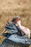 Ngorongoro-27-studio.jpg