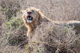 Ngorongoro-37-studio.jpg