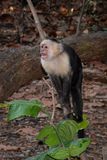 Costa Rica Feb 2025-36.jpg