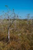 Cyprus tree