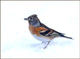 Bramling, Bergfink   (Fringilla montifringilla).jpg