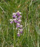 Anacamptis morio Gknycklar..jpeg