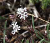 Sprt, Gypsophila fastigiata