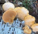 Stinkmussling, Phyllotopsis nidulans. jpeg