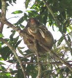 Green Ringtail Possum.jpeg