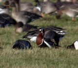 Rdhalsad gs, Red-breasted goose, Branta ruficollis. .jpeg