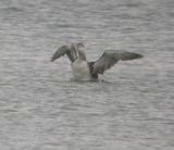 Vitnbbad islom, Yellow-billed Diverr, Gavia adamsii. jpeg