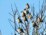 Bohemian Waxwing, Sidesvans   (Bombycilla garrulus)..jpg