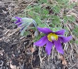 Backsippa, Pulsatilla vulgaris .jpeg