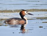 Great Crested Grebe, Skggdopping   (Podiceps cristatus) Enudden Kalmar.jpg