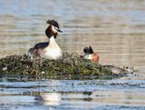 Great Crested Grebe, Skggdopping   (Podiceps cristatus) Enudden Kalmar.jpg