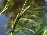 Brunstarr, Carex acutiformis