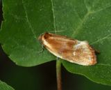 Kvllsbredvecklare, Eulia ministrarna