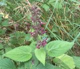 Stinksyssla, Stachys silvatica
