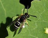 Sandgeting, Pterocheilus phaleratus