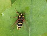 Sesia apiformis, Hornet moth, Strre poppelglasvinge female