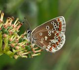 Mountain Argus, Midsommarblvinge   (Aricia artaxerxes).jpg