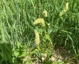 Vanlig pilrt, Persicaria lapathifolia