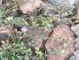 Rdnarv, Spergularia rubra