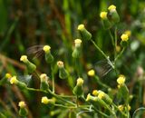 Bergkorsrt, Senecio sylvaticus