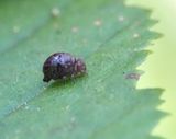Ptenothrix Tara