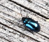 Altica quercetorum, Ekjordloppa