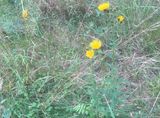 Flockfibbla, Hieracium umbellatum