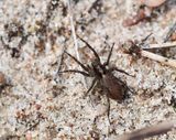 Hedjaktspindel (Xerolycosa nemoralis).jpg