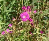 Rosendunrt, Epilobium hirsutum