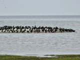 Great Cormorants at Ottenby
