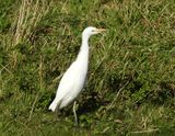 Cattle Egret, Kohger, Bulbucus ibis
