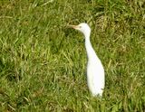 Cattle Egret, Kohger, Bulbucus ibis