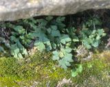 Murruta, Asplenium ruta-muraria