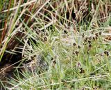 Knippfryle, Luzula campestris. jpeg