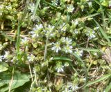 Vtarv, Cerastium semidecandrum. jpeg