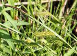 Blsstarr, Carex vesicaria. .jpeg