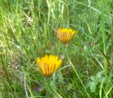 Rotfibbla, Hypochoeris radicata .jpeg