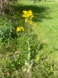 kerkl, Brassica rapa asp. Campestris. jpeg
