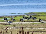 Branta leucops, Ottenby. jpeg