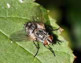 Linnaemya picta