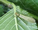Syphonoperla burmeisteri, jpeg