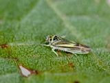 Eupterycyba jucunda p al. .jpeg